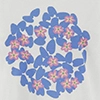 cornflower